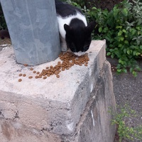 photo de livraison pour L'Ecole du Chat Istreen