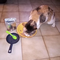 photo de livraison pour Ecole du Chat de Poitiers