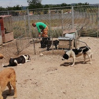 photo de livraison pour Animals voice Macedonia