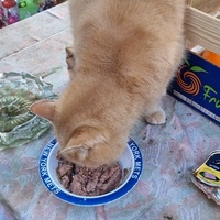 photo de livraison pour Ecole du Chat d’Arbois