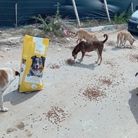 photo de livraison pour Comme Chiens et Chats Maroc