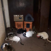 photo de livraison pour Les Chats Libres de la Canterrane
