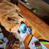 photo de livraison pour Ecole du Chat d’Arbois