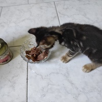 photo de livraison pour Chacun son chat