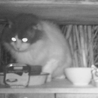 photo de livraison pour Au Rendez-vous des Animaux