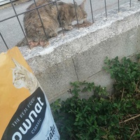 photo de livraison pour L'Ecole du Chat Istreen