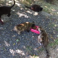 photo de livraison pour Ecole du Chat des Alpilles