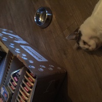 photo de livraison pour Les Chats Libres Condom 32