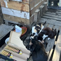 photo de livraison pour Les chats Port-Saint-Louisiens