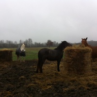 photo de livraison pour Cheval Espoir 33