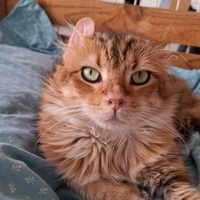 photo de livraison pour Montboud'Chat