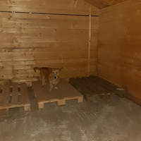 photo de livraison pour Antonia Save Animals