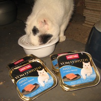 photo de livraison pour Jardin des Chats