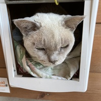 photo de livraison pour Ecole du Chat des Alpilles