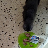 photo de livraison pour Chats Grains d'Amour