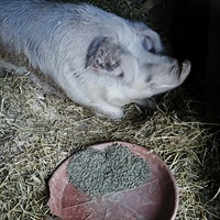 photo de livraison pour Chats Libres de Béziers