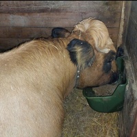 photo de livraison pour Les Chevaux d'Elo