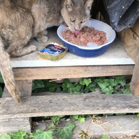 photo de livraison pour SOS Chat 93