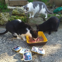 photo de livraison pour ANIMAL ATTITUDE