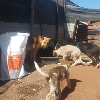 photo de livraison pour Association Mira Protection des Animaux et de l'Environnement