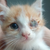 photo animal