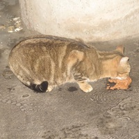photo de livraison pour Chat Libre de l'Ile du Ramier