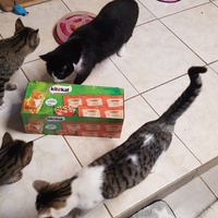 photo de livraison pour La Patte de l'Espoir 57