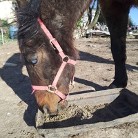 photo de livraison pour Equi-Libre : Droit à la Retraite Equine