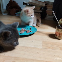 photo de livraison pour Les chats de l'Indifférence
