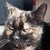 photo animal