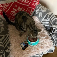 photo de livraison pour Les Chats De QUEAUX