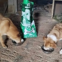 photo de livraison pour Beta Zajecar