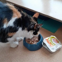 photo de livraison pour Des Cœurs pour les Pattes du 93