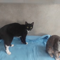 photo de livraison pour Chez Minou