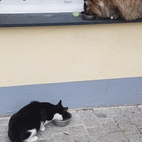 photo de livraison pour Les Chats du Mercantour