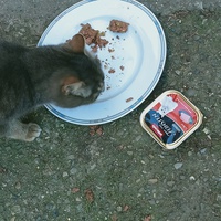 photo de livraison pour Les chats libres de Caro