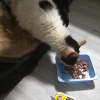 photo de livraison pour Les chats de l'Indifférence