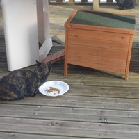 photo de livraison pour Bien vivre avec les Chats Sallélois