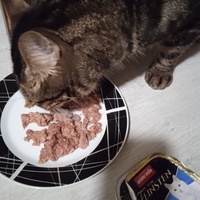 photo de livraison pour Hungry Cats14