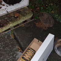 photo de livraison pour Les Chats de Dugny