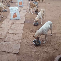 photo de livraison pour Help Adopt Moroccan Animals