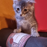 photo de livraison pour Amis de Myrtille