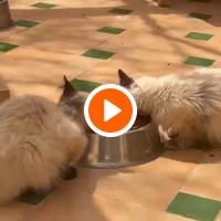 photo de livraison pour Le Coeur sur la Patte