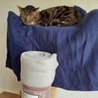 photo de livraison pour Les Chats de la Rue