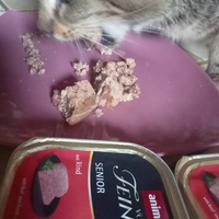 photo de livraison pour Les chats libres de Caro
