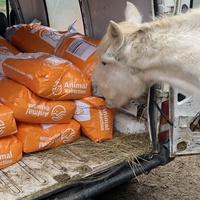 photo de livraison pour Les Chevaux d'Elo