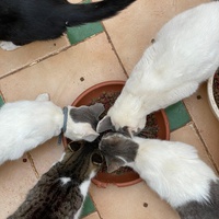 photo de livraison pour Le Coeur sur la Patte