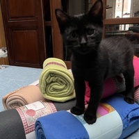 photo de livraison pour Association C.A.T.S. Chat Animal Terrien Solidarité