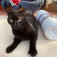 photo de livraison pour Association Des  Chats  De Hyeres
