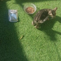photo de livraison pour Association des Chats Camarguais